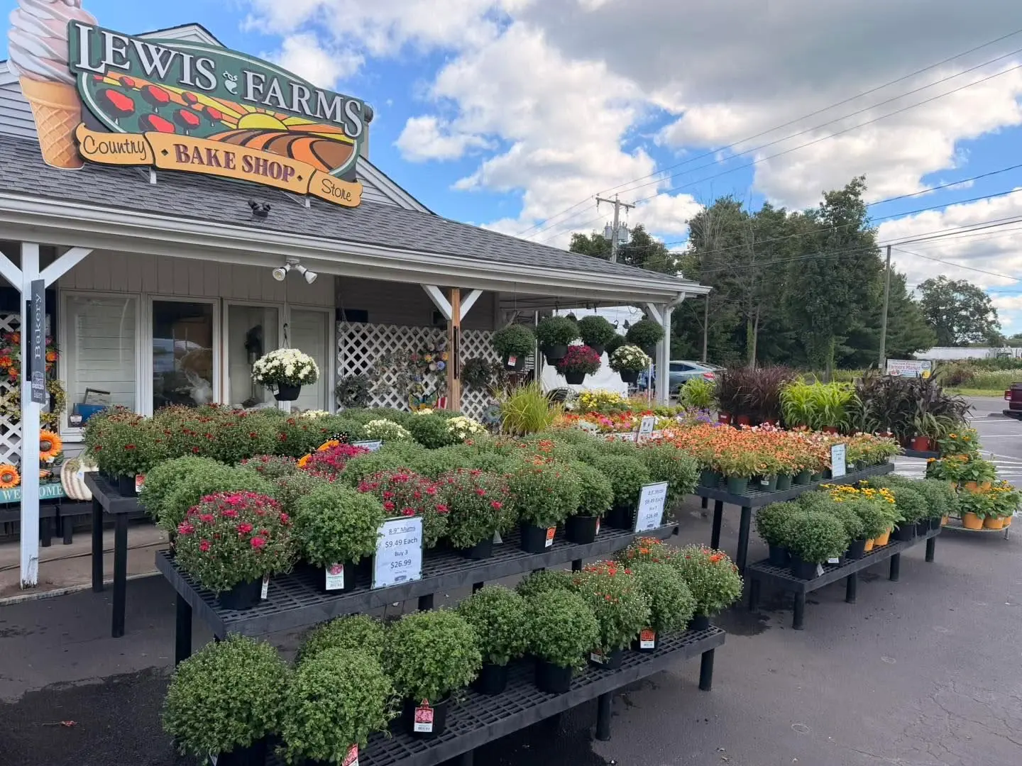 Fresh Potted Chrysanthemums
