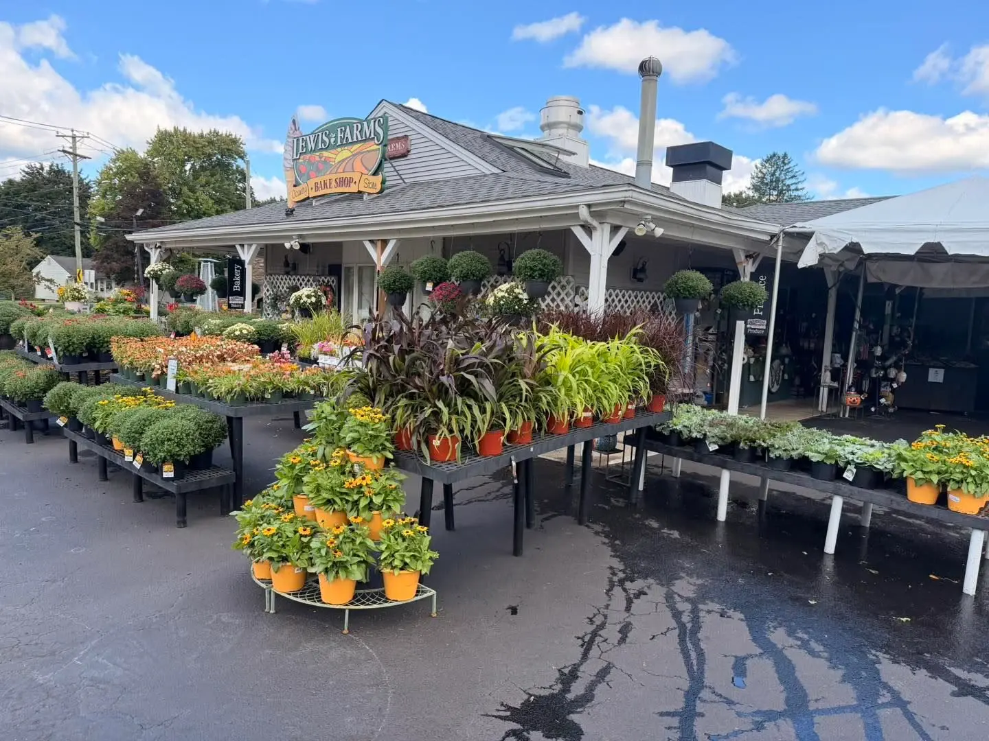 Lewis Farms Bake Shop storefront with potted mums and plants on display tables out front